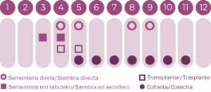 Sementes de Cosmos Mix - BIOlógico