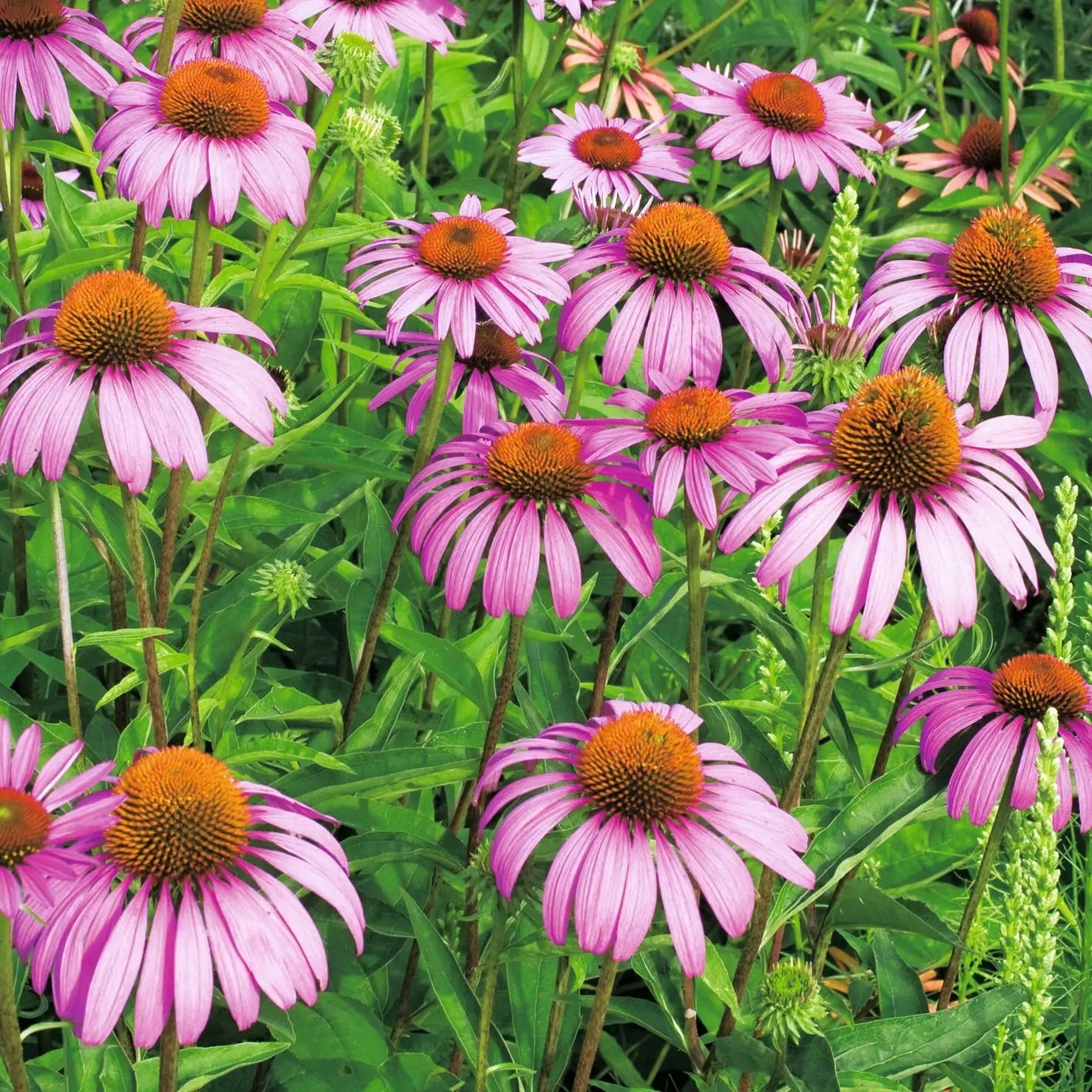 Sementes de Equinácea - BIOlógico