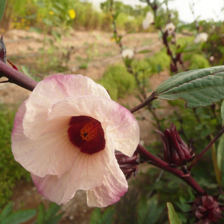 Hibiscus Seeds - Organic