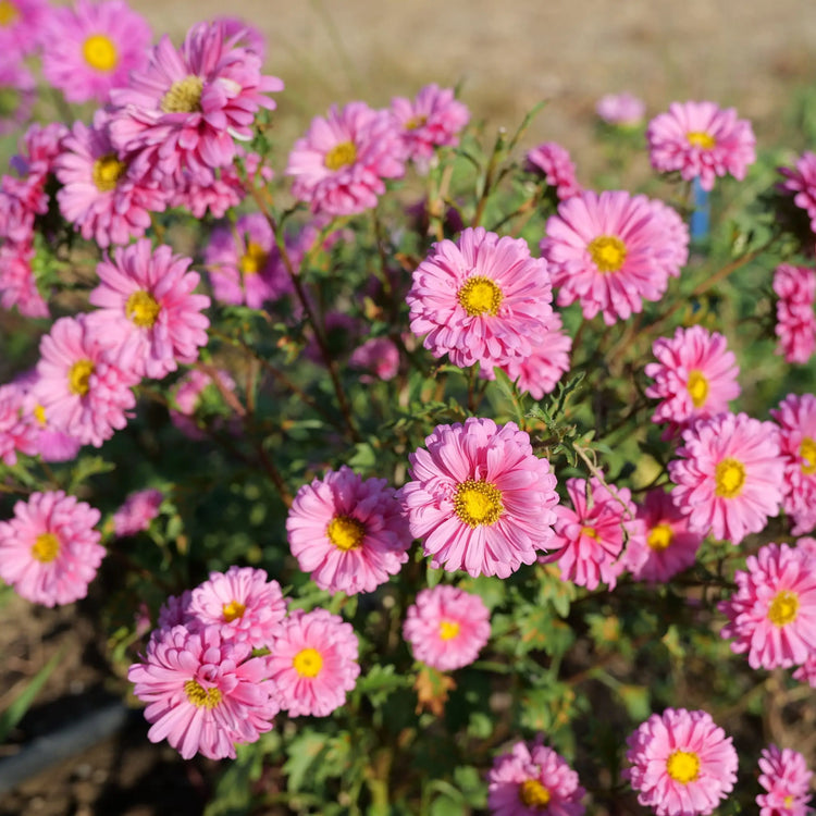 Double Petal Daisy Seeds - Organic