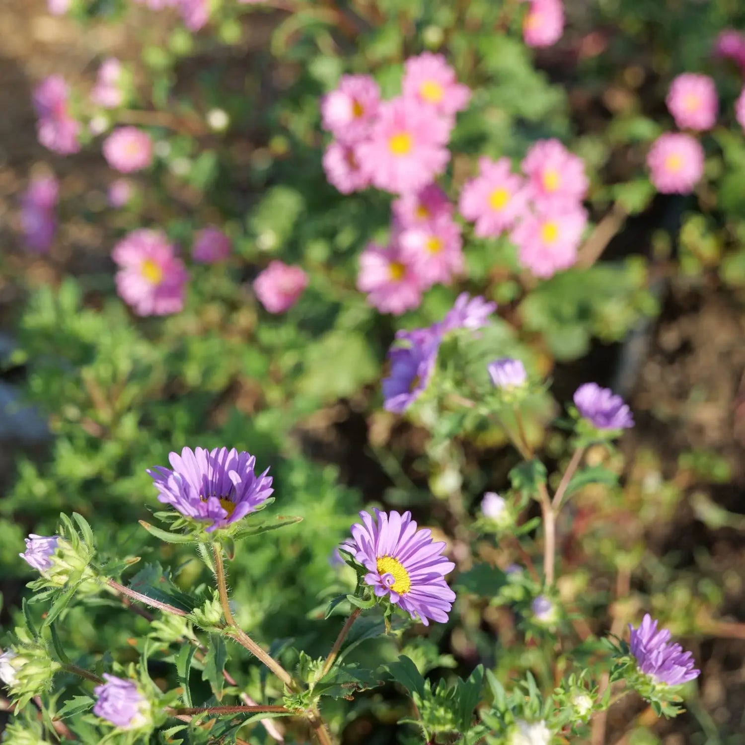 Sementes de Rainha Margarida pétala simples - BIOlógico