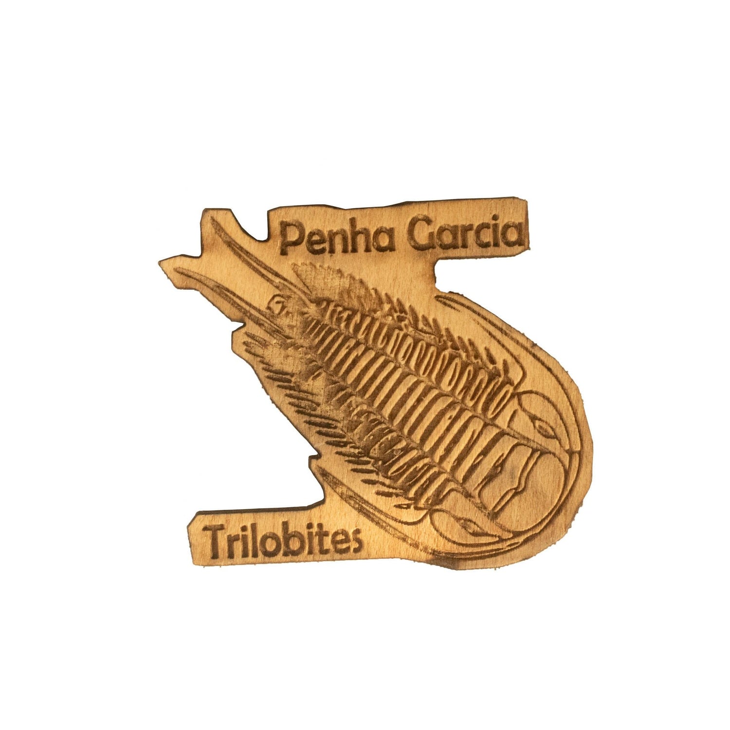 Trilobite de Penha Garcia com íman