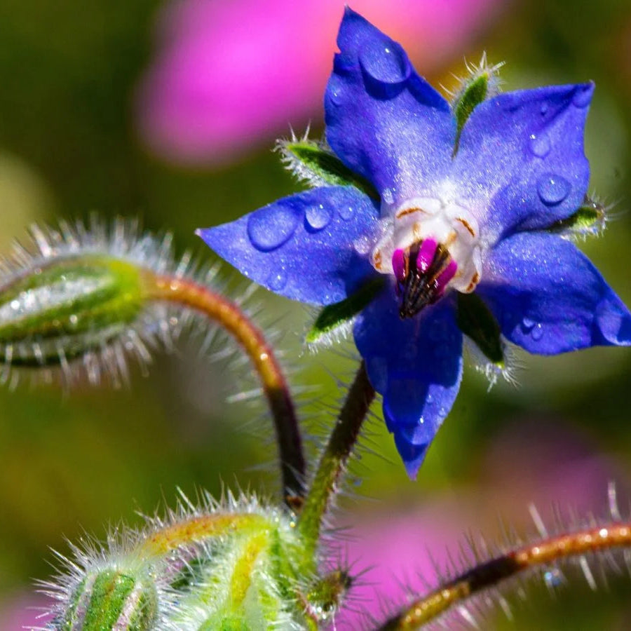 Sementes Biológicas de Borragem Geocakes - flores azuis para jardim