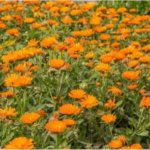 Marigold Seeds - Organic
