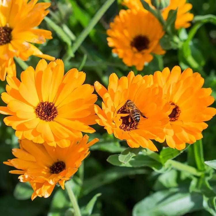 Marigold Seeds - Organic