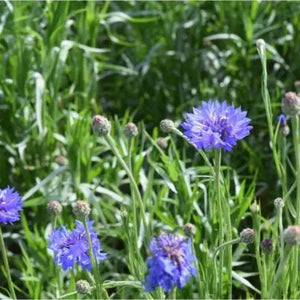 Blue Cornflower Seeds - BIOlogical