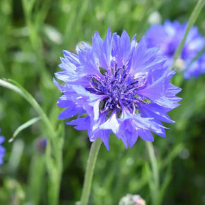 Blue Cornflower Seeds - BIOlogical