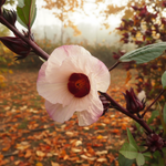 Hibisco exterior ambiente outonal