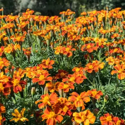 Sementes de Cravo Túnico / Tagetes / Cravo-de-Burro - BIOlógico