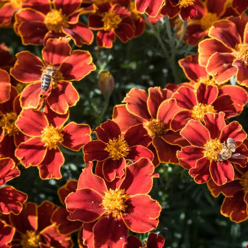 Sementes Biológicas de Cravo Túnico Tagetes Geocakes - flores para jardim
