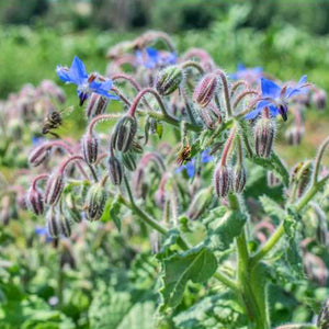 Sementes de Borragem - BIOlógico