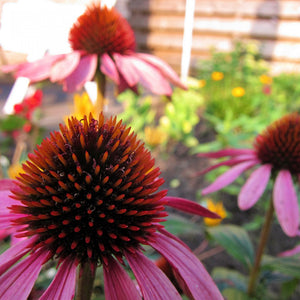 Echinacea Seeds - Organic