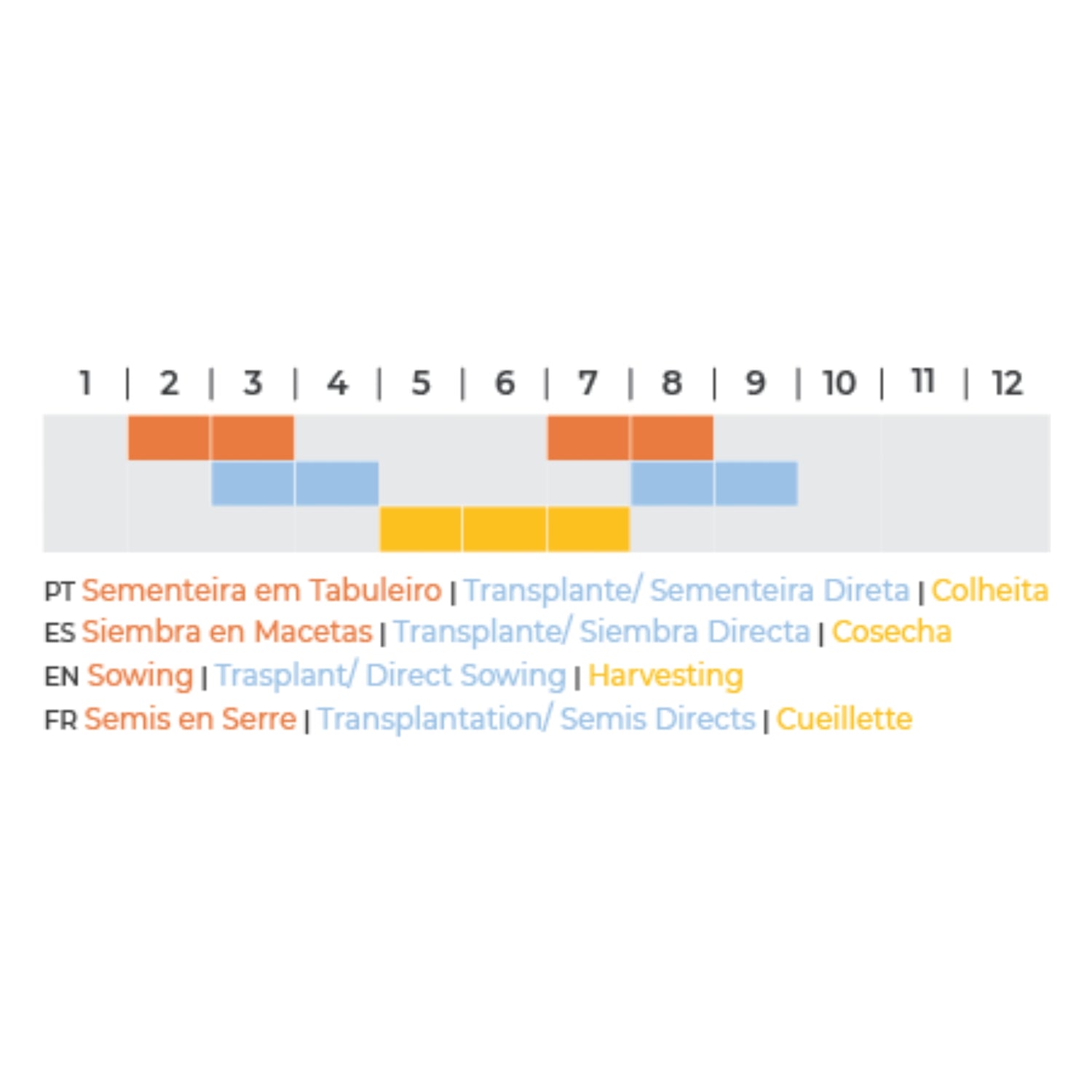 Sementes de Amor-Perfeito - BIOlógico