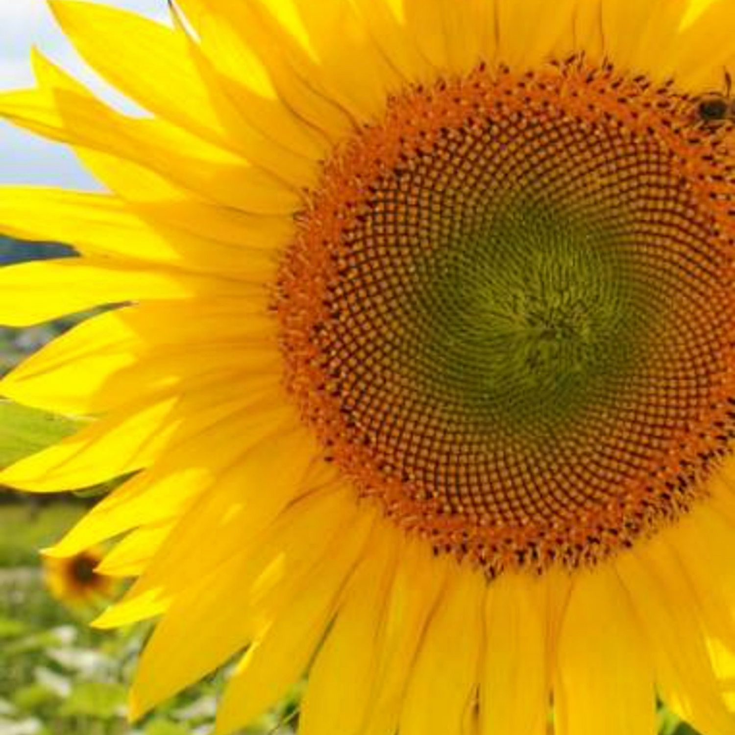 Sementes Girassol Gigante - BIOlógico