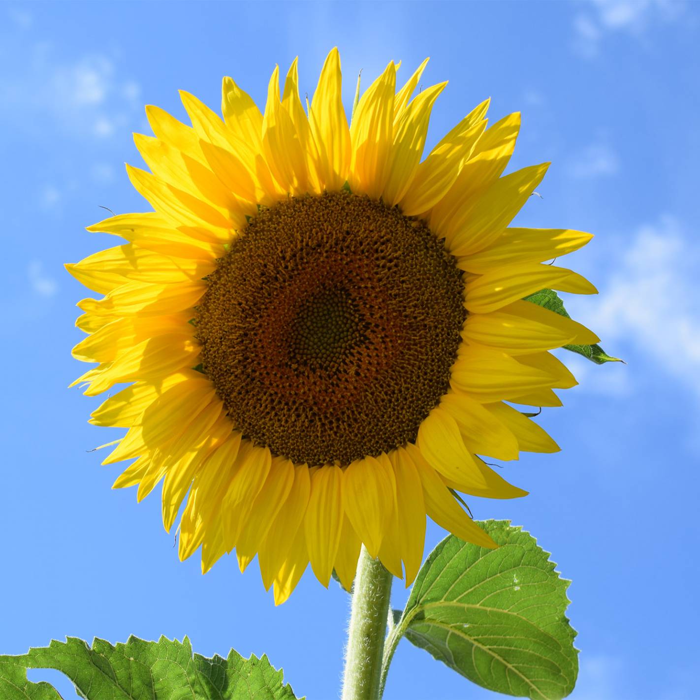 Sementes Girassol Gigante - BIOlógico